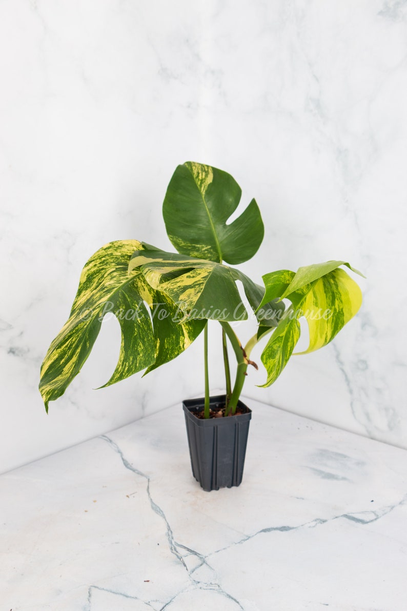 May include: A variegated Monstera plant with yellow and green leaves in a black plastic pot.