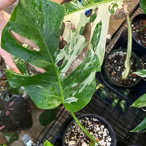 philodendron pink princess licht Philodendron 'Pink Princess': Stunning Variegated Houseplant main image 0