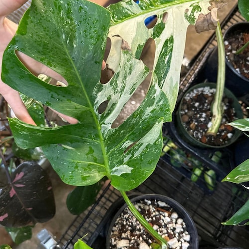 philodendron burle marx plant Philodendron 'Burle Marx Snow (wk17-K)