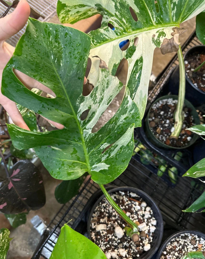 Monstera Albo High Variegation, rooted+cutting DISCOUNTED - Picture 4 of 9