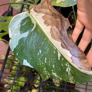 Monstera Albo Half moon Variegation cuttingsrooted, DISCOUNTED image 10