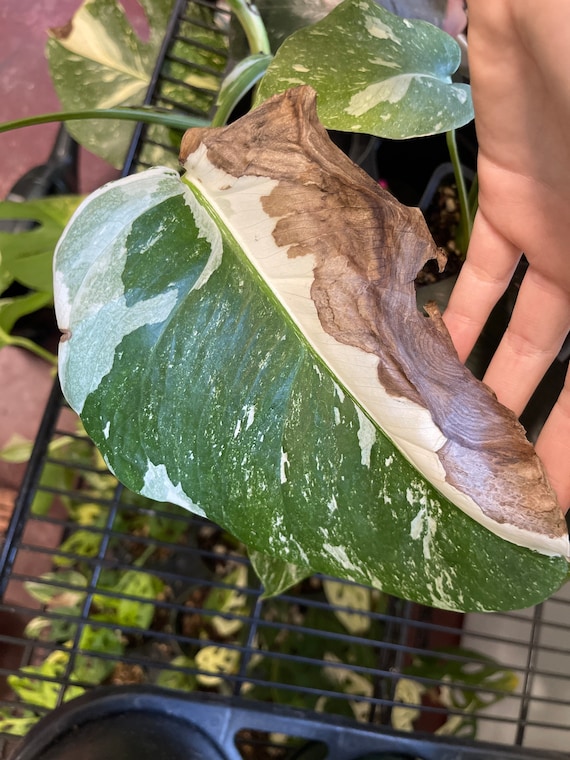 philodendron caramel marble kaufen Caramel Marble Philodendron