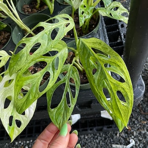 Puede incluir: Una planta de Monstera adansonii variegada con hojas blancas y verdes. Las hojas tienen agujeros y est&aacute;n en una maceta. La planta est&aacute; siendo sostenida por una mano con esmalte de u&ntilde;as verde.