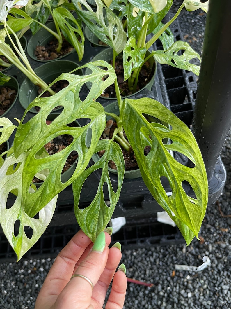Puede incluir: Una planta de Monstera adansonii variegada con hojas blancas y verdes. Las hojas tienen agujeros y est&aacute;n en una maceta. La planta est&aacute; siendo sostenida por una mano con esmalte de u&ntilde;as verde.