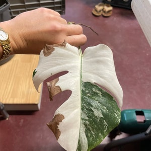 Monstera Albo Half moon Variegation cuttingsrooted, DISCOUNTED image 7