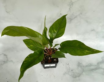 Anthurium Variegated A