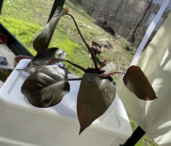 Buy Philodendron Bloody Mary Cuttings & Rooted Exotic Indoor Plant Online  in India - Etsy