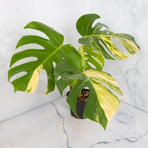 May include: A variegated Monstera plant with green and yellow leaves in a black pot. The plant is sitting on a white marble surface.