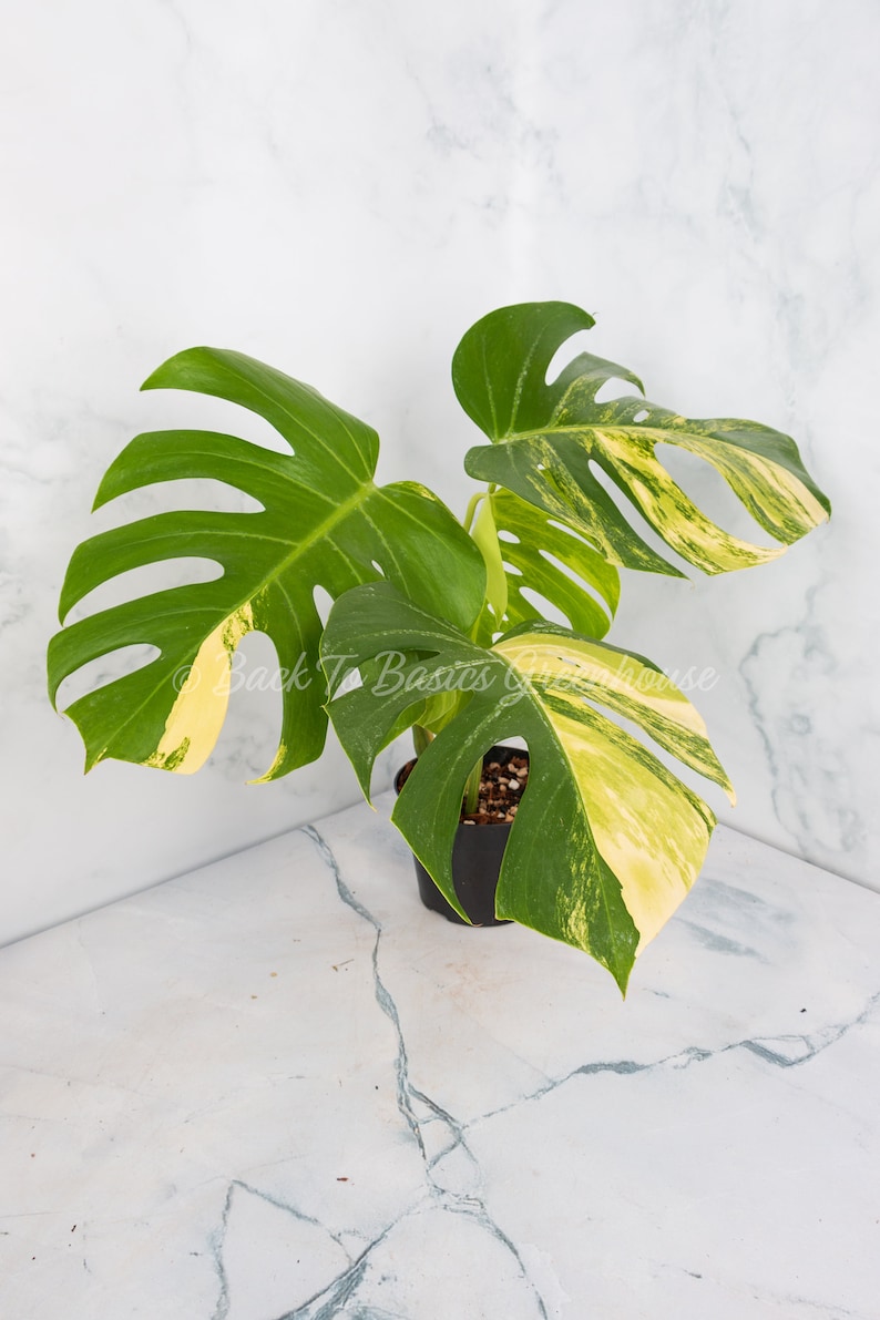 May include: A variegated Monstera plant with green and yellow leaves in a black pot. The plant is sitting on a white marble surface.