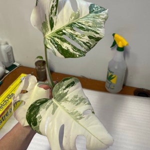May include: A variegated Monstera plant with two large leaves. The leaves are white with green variegation. The plant is being held in a person's hand.