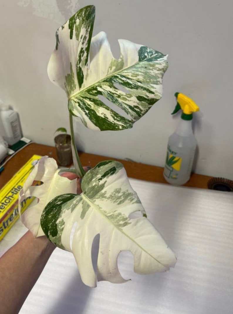 May include: A variegated Monstera plant with two large leaves. The leaves are white with green variegation. The plant is being held in a person's hand.