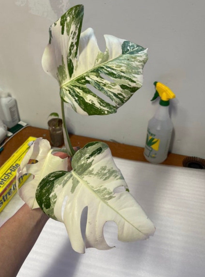 Monstera Albo Extra White Alta variegación Planta enraizada y esqueje imagen 7