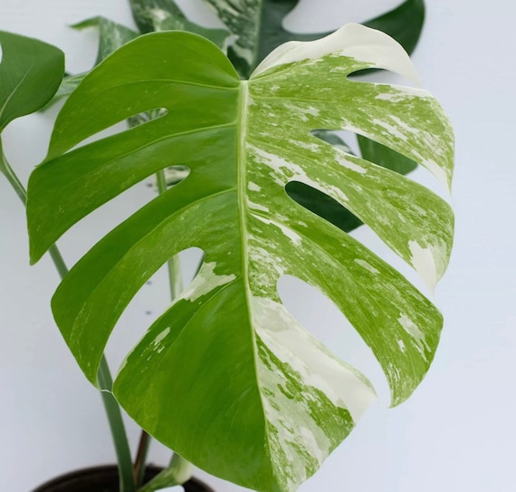 Avenue 60 Monstera Deliciosa Thai Constellation Variegated Fully Rooted in 4 Pot