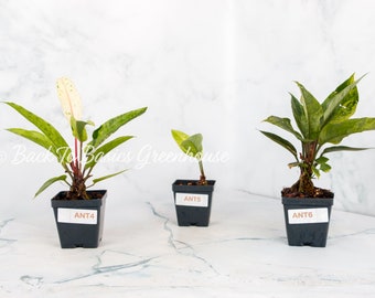 Anthurium Renaissance Variegated, Pick Your Plant