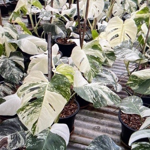 May include: A close-up of a group of variegated Monstera plants with white and green leaves. The plants are potted in black pots and are growing in a greenhouse setting.