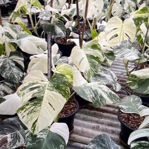 Monstera Albo Extra White High variegation Rooted Plant and Cutting image 5