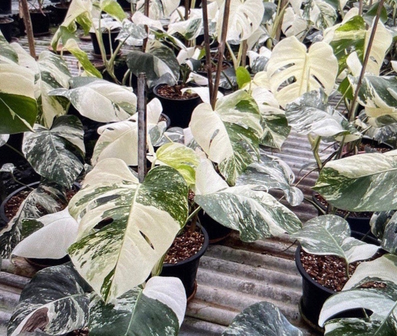 May include: A close-up of a group of variegated Monstera plants with white and green leaves. The plants are potted in black pots and are growing in a greenhouse setting.