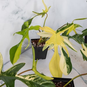 Op de afbeelding: Een bontbladige Monstera adansonii plant met gele en groene bladeren in een zwarte pot. De plant staat op een wit marmeren oppervlak.