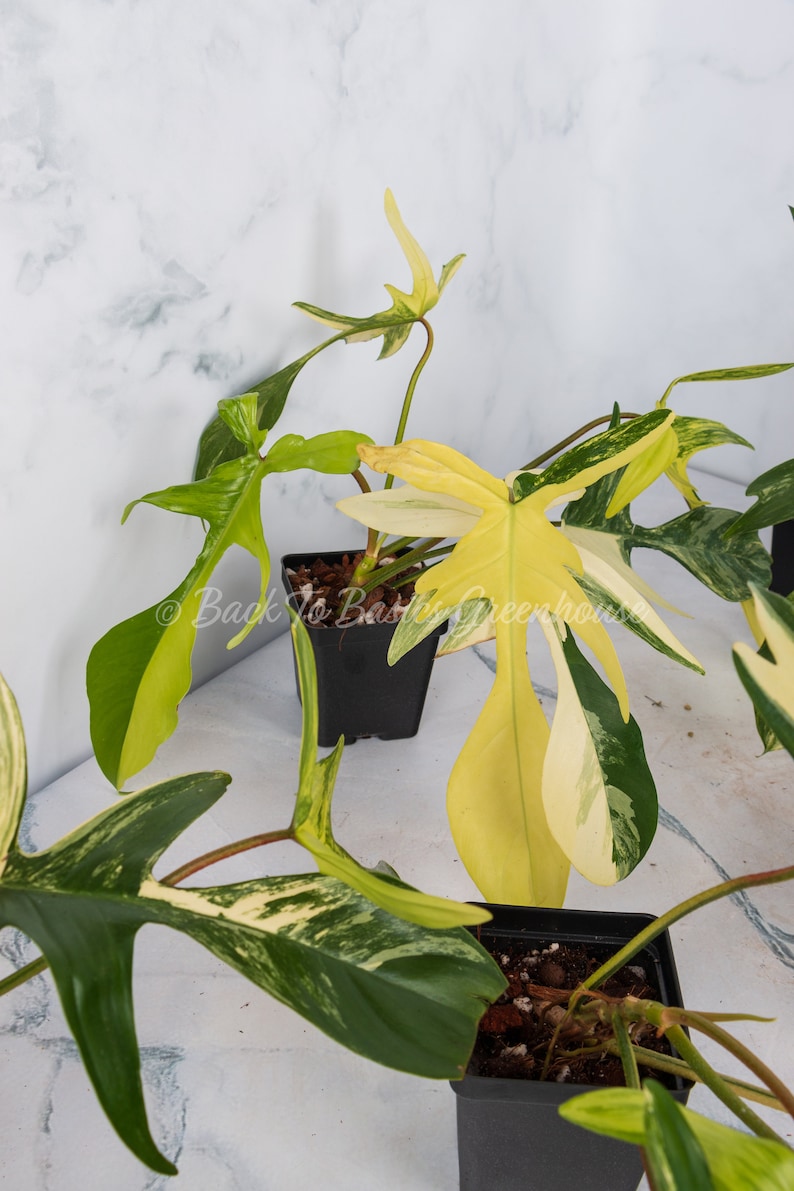 Op de afbeelding: Een bontbladige Monstera adansonii plant met gele en groene bladeren in een zwarte pot. De plant staat op een wit marmeren oppervlak.