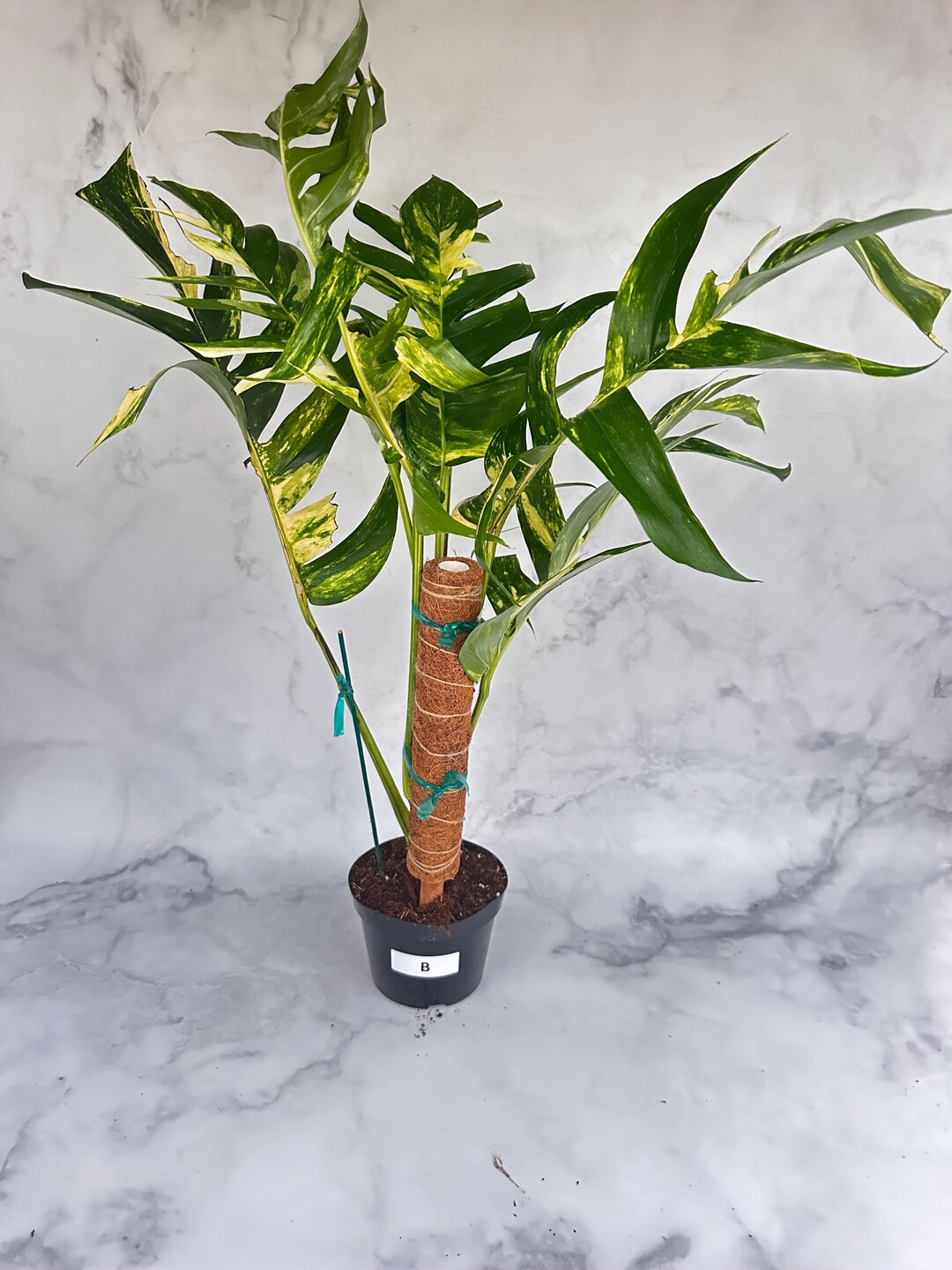 Rare Epipremnum Yellow Flame Variegated Trailing Houseplant - Rooted ...