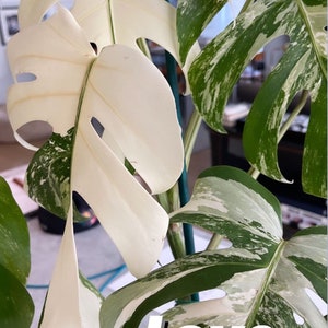 Pode incluir: Close-up de uma planta Monstera variegada com folhas grandes e divididas. As folhas exibem uma mistura de branco e verde, com a palavra "Love" em texto branco. O identificador do Instagram @backtobasicsgreenhouse também é visível.