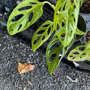 Puede incluir: Una planta verde Monstera adansonii con grandes hojas perforadas. La planta est&aacute; en maceta y se encuentra sobre una bandeja de pl&aacute;stico negra.