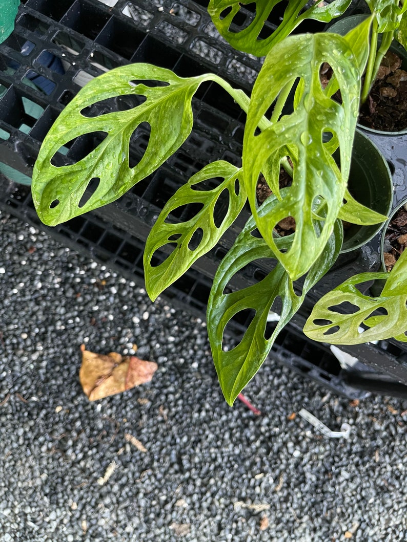Puede incluir: Una planta verde Monstera adansonii con grandes hojas perforadas. La planta est&aacute; en maceta y se encuentra sobre una bandeja de pl&aacute;stico negra.