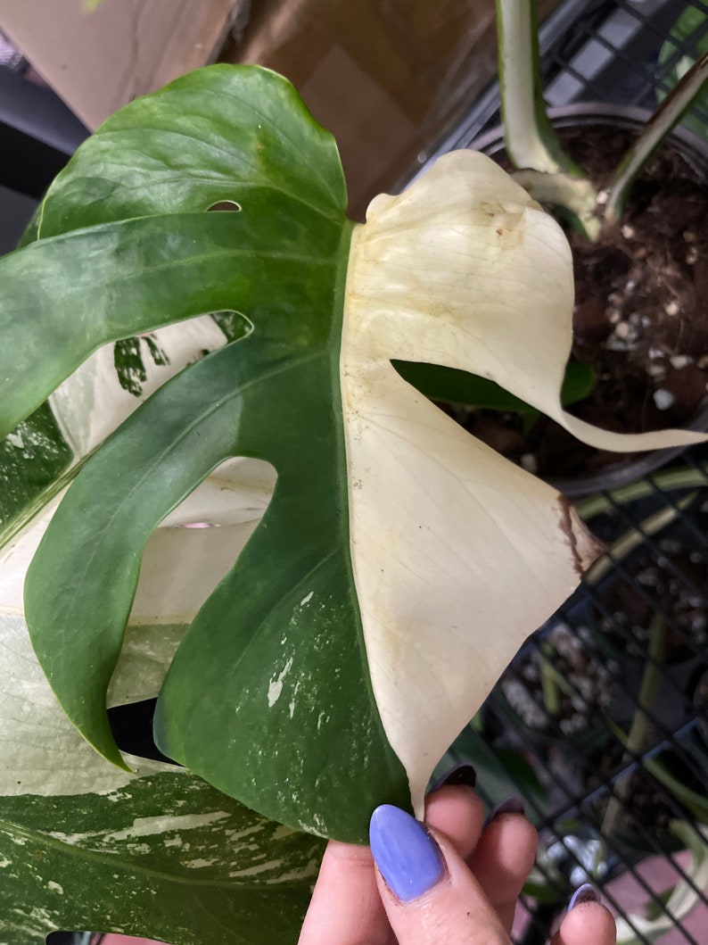 Monstera Albo Half moon Variegation cuttingsrooted, DISCOUNTED image 5