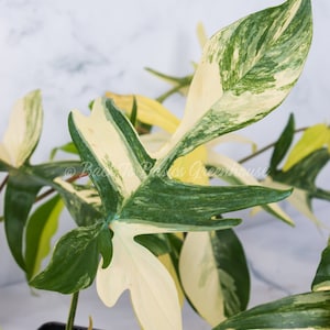 Op de afbeelding: Een bontbladige Monstera adansonii plant met grote, groene en witte bladeren. De plant staat in een zwarte pot.