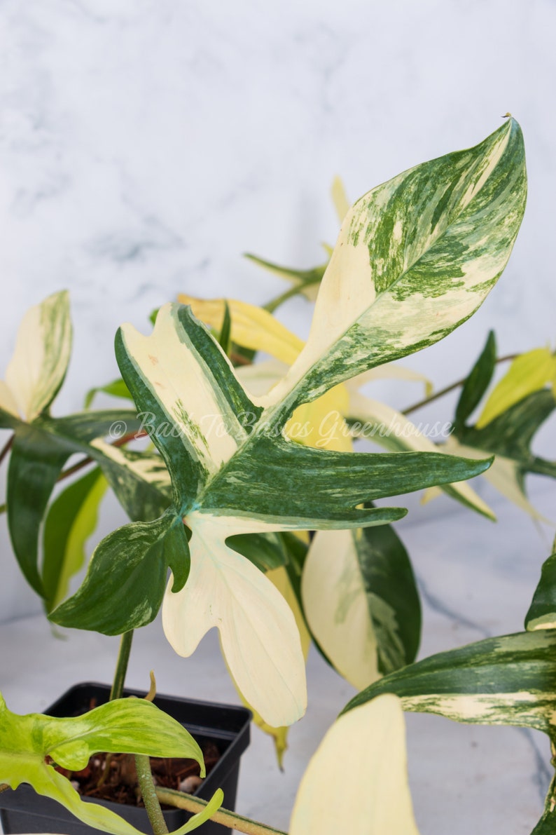 Op de afbeelding: Een bontbladige Monstera adansonii plant met grote, groene en witte bladeren. De plant staat in een zwarte pot.