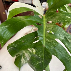 Może przedstawiać: Roślina Monstera Deliciosa z pstrokatymi, dużymi, zielonymi liśćmi z białymi plamami. Liście mają dziury i są częściowo białe.