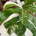 Monstera Albo, medium to high variegated monstera, rooted and unrooted cuttings, MISFITS, DISCOUNTED 