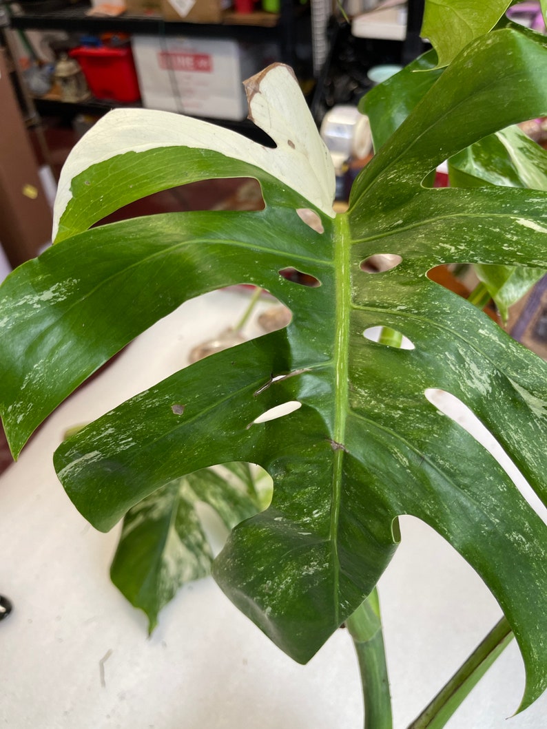 Może przedstawiać: Roślina Monstera Deliciosa z pstrokatymi, dużymi, zielonymi liśćmi z białymi plamami. Liście mają dziury i są częściowo białe.