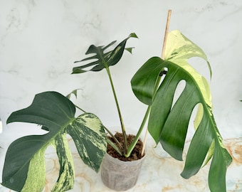 Monstera Mint 6"