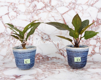 Anthurium Variegated, Pick Your Plant