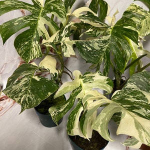 May include: A variegated Monstera plant with white and green leaves in two pots. The plant has a tropical look and is a popular houseplant.