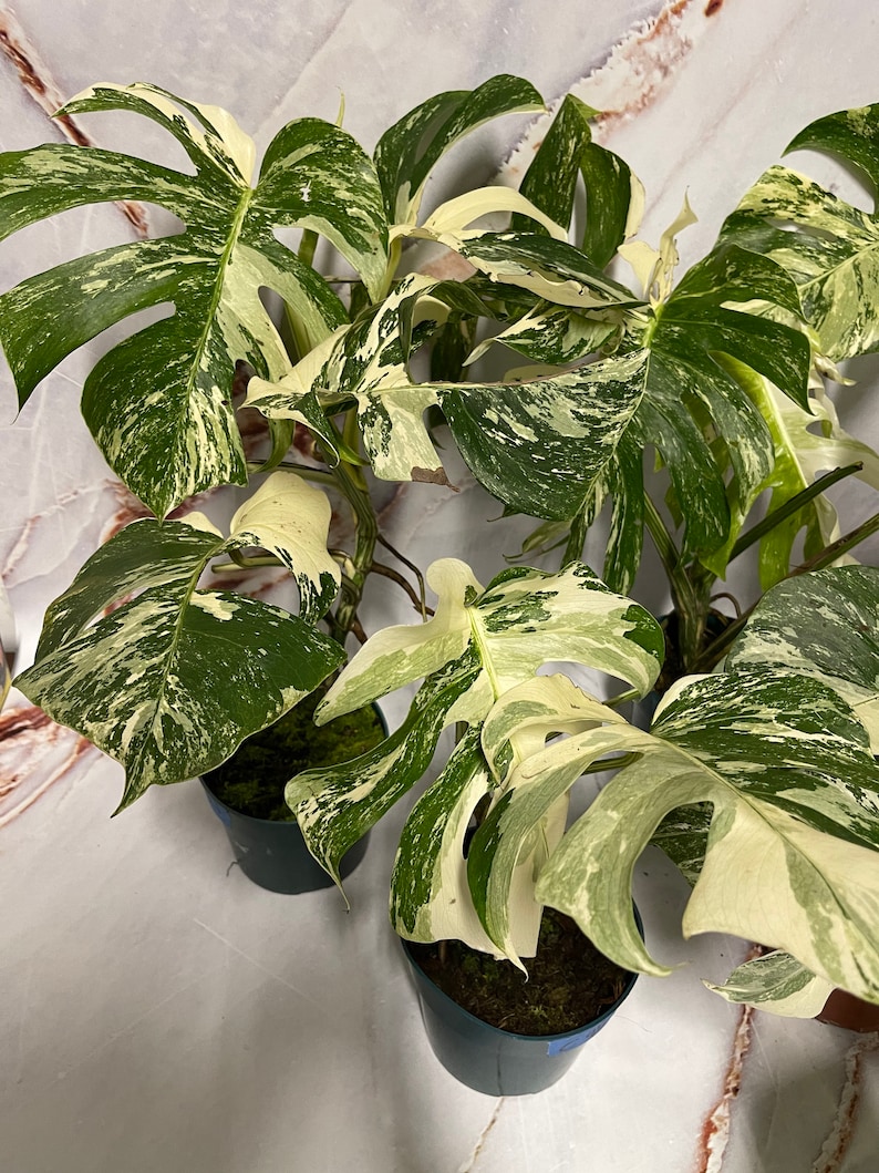 May include: A variegated Monstera plant with white and green leaves in two pots. The plant has a tropical look and is a popular houseplant.