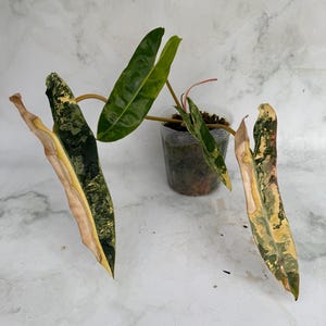 philodendron erde kaufen Philodendron scandens