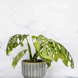 Monstera Esqueleto Rooted Plant E14 image 3