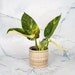 see more listings in the Philodendron section