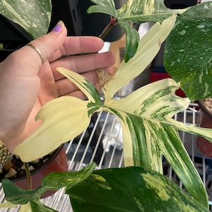 May include: A variegated Monstera plant with large, green and white leaves. The leaves have a marbled pattern and some have holes in them.