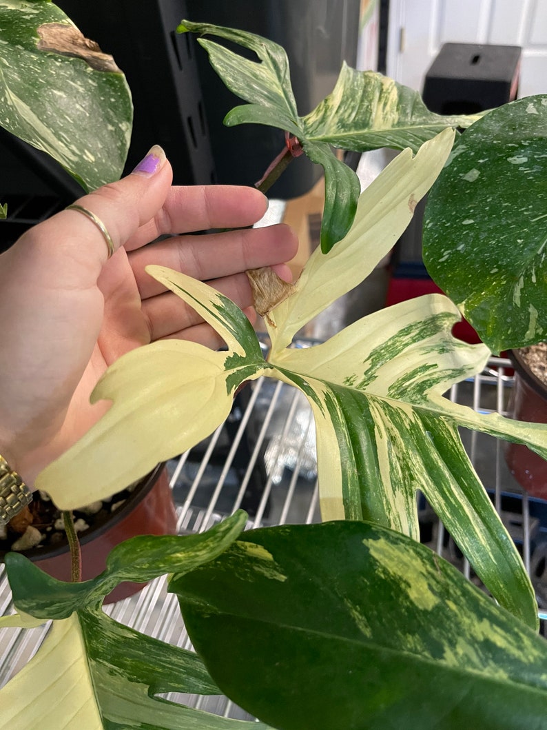 May include: A variegated Monstera plant with large, green and white leaves. The leaves have a marbled pattern and some have holes in them.