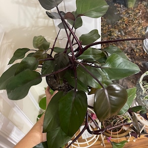 Philodendron Bloody Mary Plants - Etsy