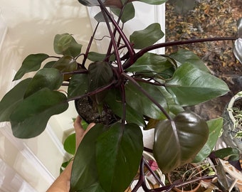 Royal Queen Philodendron Rare Aroid