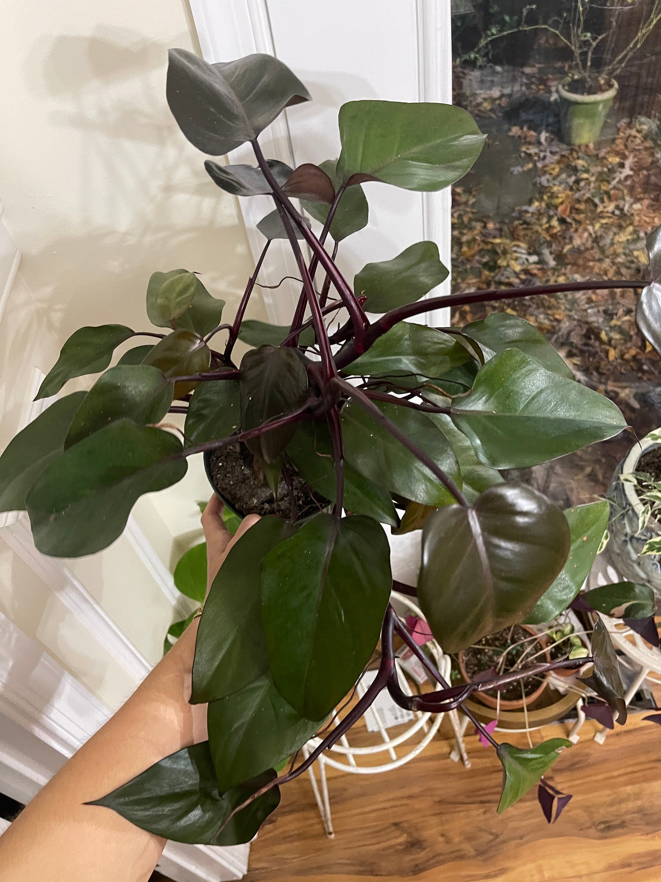 philodendron malay gold care Philodendron Malay golden starter plant **(ALL plants require you to p –  GoldenGreeneryCo main image 1