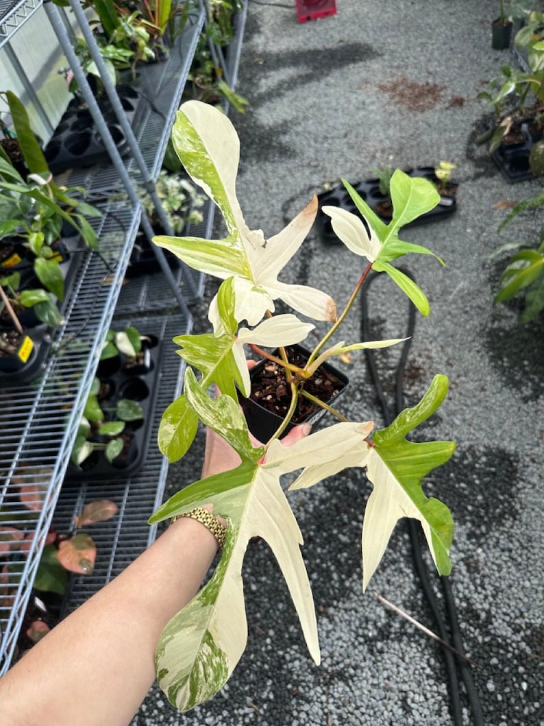May include: A variegated plant with white and green leaves in a black pot. The plant has a unique, almost spiky leaf shape.