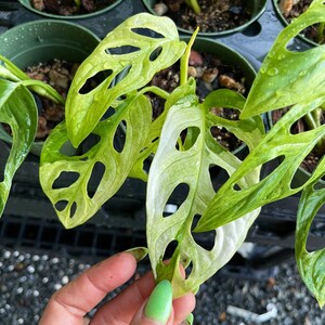 Puede incluir: Una planta de Monstera adansonii variegada con hojas blancas y verdes. Las hojas tienen agujeros y se sostienen en una mano.