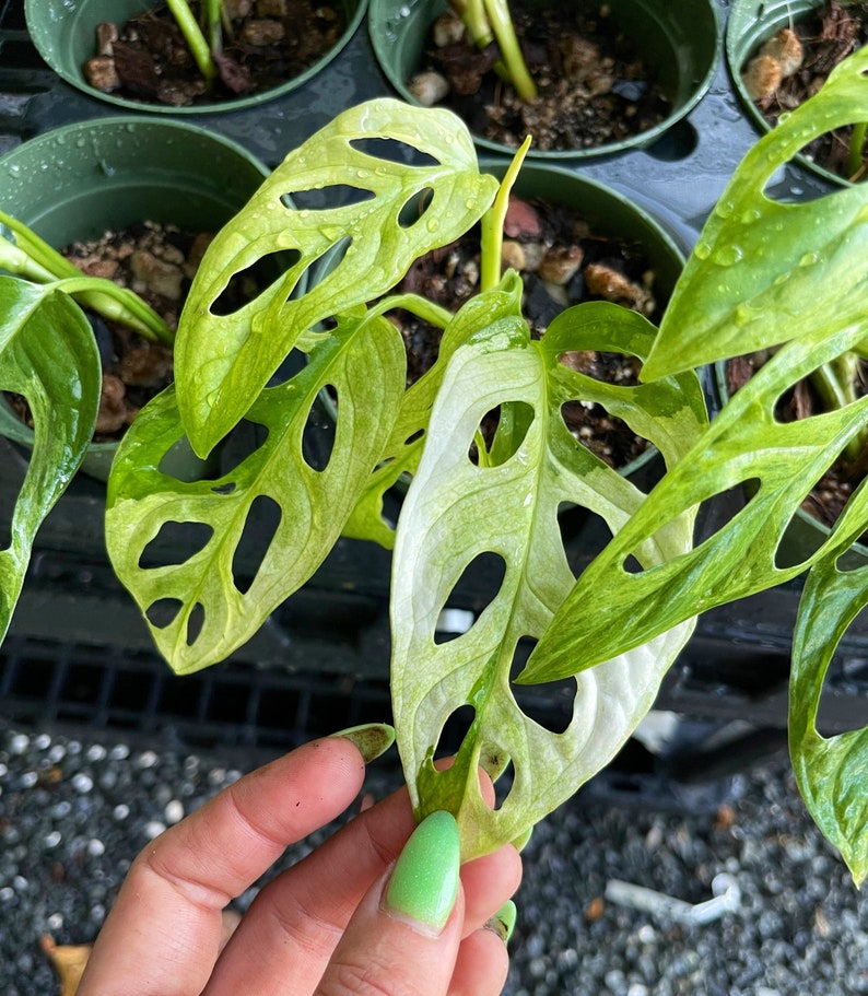 Puede incluir: Una planta de Monstera adansonii variegada con hojas blancas y verdes. Las hojas tienen agujeros y se sostienen en una mano.