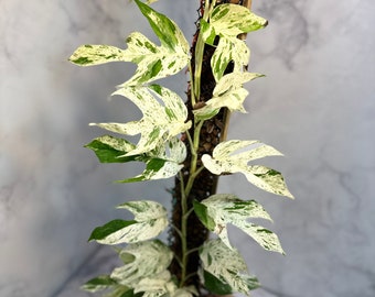 Epipremnum Pinnatum Marble Cutting+rooted options DISCOUNTED