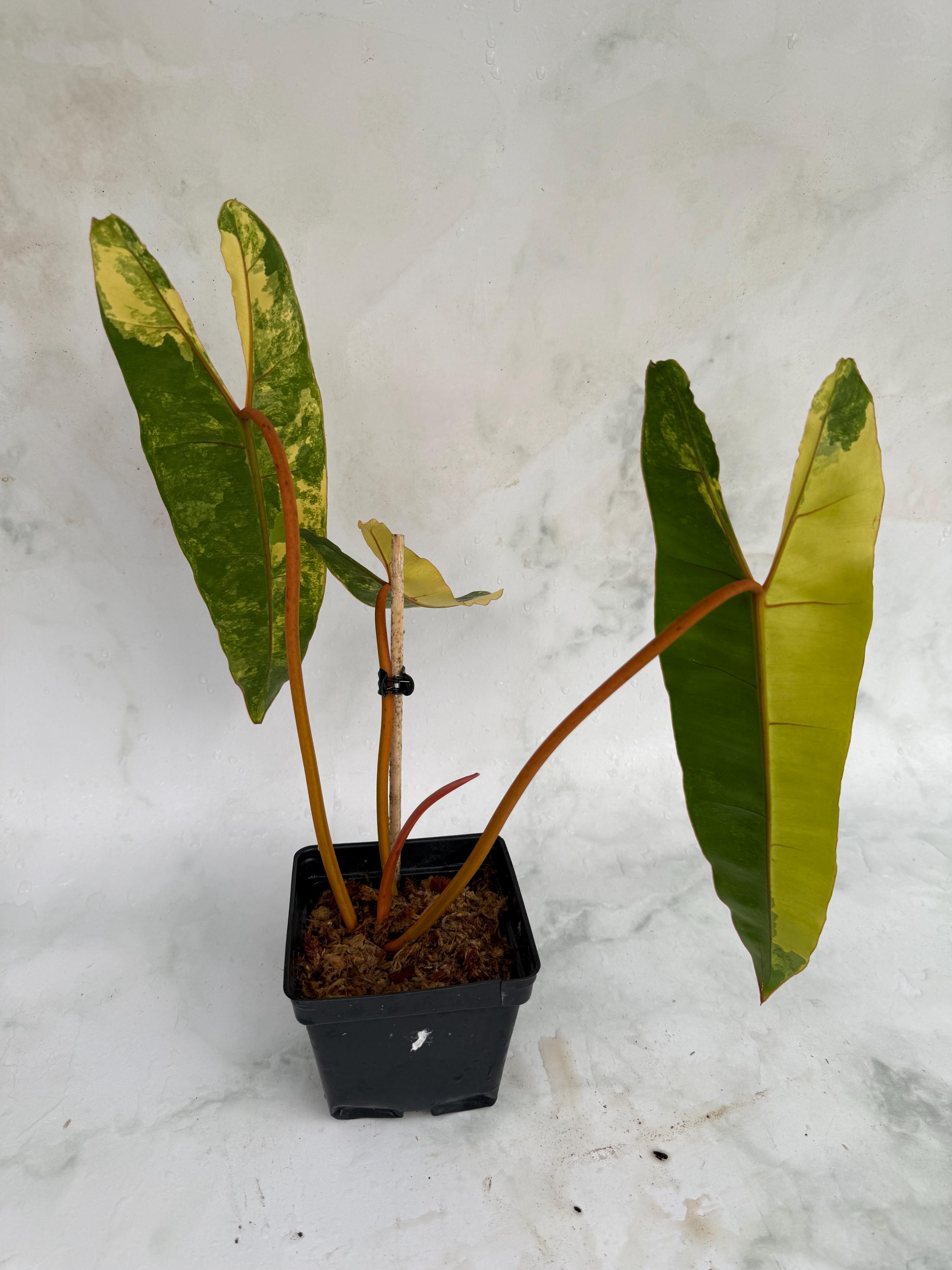 Philodendron Billietiae Variegated - Etsy
